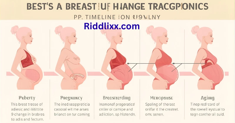 Timeline infographic showing how breast size changes with age and hormones”