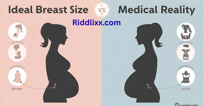 Myth vs reality infographic explaining ideal breast size concept”